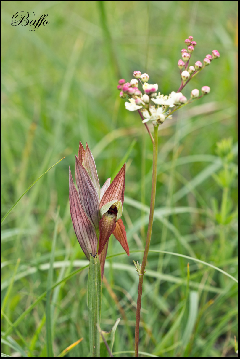 Serapias vomeracea